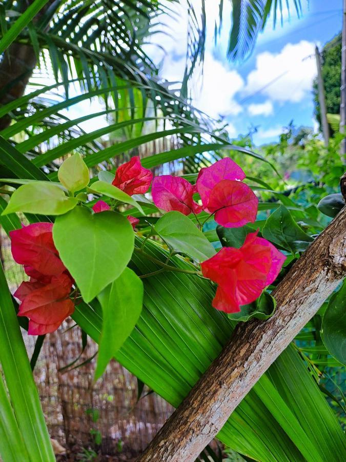 Yuka Lodge - Bungalow Prive Avec Jardin En Pleine Nature Sainte-Anne  Buitenkant foto