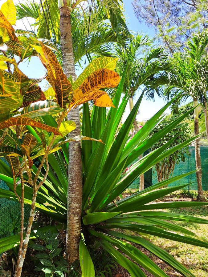 Yuka Lodge - Bungalow Prive Avec Jardin En Pleine Nature Sainte-Anne  Buitenkant foto